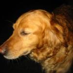 2004