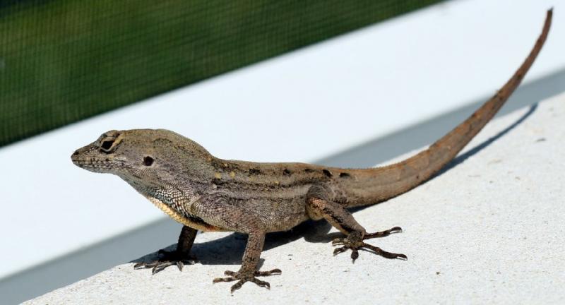 florida2010 020.jpg